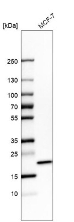 RBM8A Antibody, Novus Biologicals 0.1mL; Unlabeled:Antibodies, Polyclonal